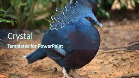  Presentation with pigeon pea - Beautiful slide deck featuring victoria-crowned-pigeon-goura-victoria backdrop and a ocean colored foreground