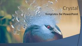  Presentation with papua new guinea - Presentation theme consisting of victoria-crowned-pigeon-head-closeup background and a coral colored foreground