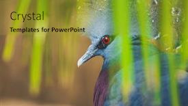  Presentation with papua new guinea - Presentation theme having victoria-crowned-pigeon-hiding-behind background and a  colored foreground
