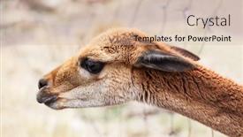  Presentation with pasture - Amazing PPT theme having vicuna-close-up backdrop and a soft green colored foreground