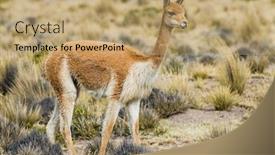  Presentation with peruvian cusines - Slide deck with vicuna in the peruvian andes at arequipa peru background and a coral colored foreground