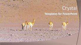  Presentation with bolivia tourism - Amazing slides having vicunas-bolivia-antiplano backdrop and a coral colored foreground