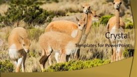  Presentation with animals - Beautiful slide deck featuring vicunas in the peruvian andes backdrop and a yellow colored foreground