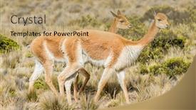  Presentation with peruvian cusines - Theme having vicunas in the peruvian andes at arequipa peru background and a coral colored foreground