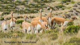 Presentation with peruvian cusines - Presentation enhanced with vicunas in the peruvian andes at arequipa peru background and a yellow colored foreground