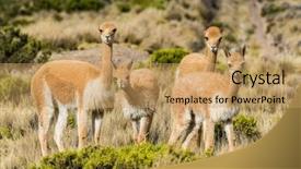  Presentation with peruvian cusines - PPT layouts consisting of vicunas in the peruvian andes background and a  colored foreground