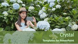  Presentation with hydrangea - Beautiful PPT theme featuring video background purple - woman taking photo on cellphone backdrop and a tawny brown colored foreground
