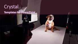  Presentation with videographer - Cool new PPT theme with videographer filming bulldog puppy wearing backdrop and a tawny brown colored foreground