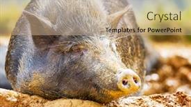  Presentation with pig - Cool new presentation theme with vietnam pig in mud backdrop and a coral colored foreground