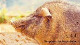  Presentation with pig - Theme consisting of vietnam pig portrait background and a coral colored foreground