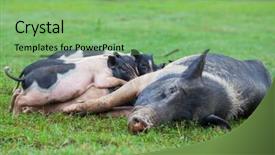  Presentation with pig - Presentation theme enhanced with vietnam pig background and a seafoam green colored foreground
