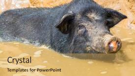  Presentation with pig - Cool new presentation design with vietnam pig backdrop and a yellow colored foreground