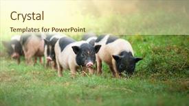  Presentation with pig - Audience pleasing slide deck consisting of vietnam pig backdrop and a cream colored foreground