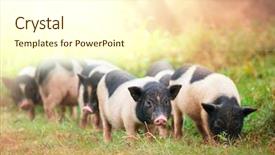  Presentation with pig farm - Amazing slide set having vietnam pig backdrop and a cream colored foreground