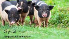  Presentation with pig farm - Amazing slide set having dices thrown on craps table backdrop and a wine colored foreground.