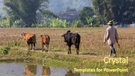  Presentation with rice field - PPT theme with vietnamese farmer and cows crossing background and a tawny brown colored foreground