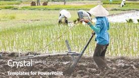  Presentation with carabao in rice field fliwing - Cool new presentation theme with vietnamese farmer cultivating a rice backdrop and a gray colored foreground