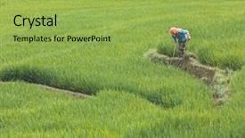  Presentation with rice field - Presentation enhanced with vietnamese farmer cultivating a rice background and a yellow colored foreground