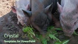  Presentation with pigs - Beautiful slide deck featuring vietnamese pigs at the farm backdrop and a tawny brown colored foreground