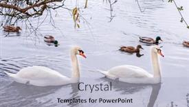  Presentation with british columbia canada - Amazing PPT theme having view-at-lake backdrop and a light blue colored foreground