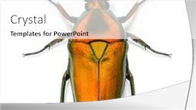  Presentation with japanese new year above view - Presentation design having view-from-above background and a white colored foreground