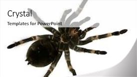  Presentation with mexican police - PPT layouts featuring view from under mexican redknee tarantula in front of a white backgroung background and a white colored foreground