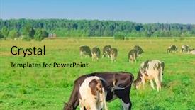  Presentation with grazing - Colorful theme enhanced with view grazing cows backdrop and a yellow colored foreground