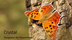  Presentation with orange butterfly - Beautiful presentation featuring view of a beautiful orange backdrop and a gold colored foreground