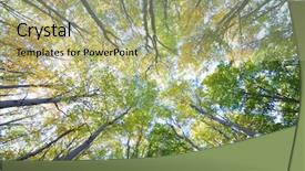  Presentation with honey bee closeup view - Colorful PPT layouts enhanced with view of a beech forest backdrop and a mint green colored foreground