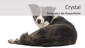  Presentation with border - Presentation theme consisting of view of a border collie background and a  colored foreground