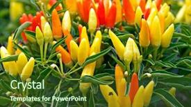  Presentation with yellow orange - PPT theme enhanced with view of a bush with heaps of red yellow and orange hot spicy chillis background and a tawny brown colored foreground