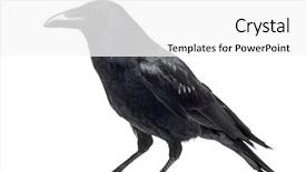  Presentation with crow - PPT theme with view of a carrion crow background and a white colored foreground