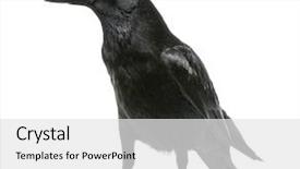  Presentation with crow - PPT theme enhanced with view of a carrion crow background and a white colored foreground