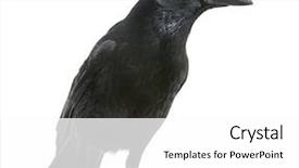  Presentation with crow - Audience pleasing slide set consisting of view of a carrion crow backdrop and a white colored foreground