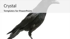 Presentation with crow - Amazing presentation design having view of a carrion crow backdrop and a white colored foreground
