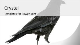  Presentation with crow - Presentation theme consisting of view of a carrion crow background and a white colored foreground