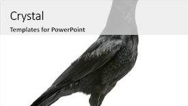  Presentation with crow - Amazing PPT theme having view of a carrion crow backdrop and a white colored foreground