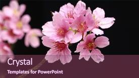  Presentation with cherry - Amazing slide deck having view of a cherry tree backdrop and a violet colored foreground