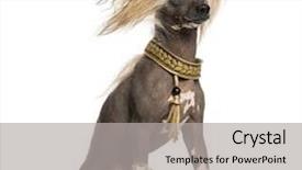  Presentation with old dog - Colorful slides enhanced with view of a chinese crested backdrop and a light gray colored foreground