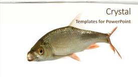  Presentation with pebble under ripple water - Presentation theme consisting of view of a common roach background and a cream colored foreground