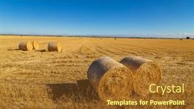  Presentation with crop - Presentation theme consisting of view-of-a-crop-field background and a tawny brown colored foreground