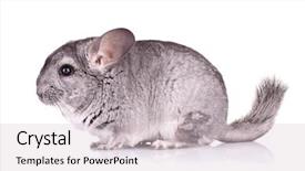  Presentation with healthy workplace full length side view - Slides with view of a cute chinchilla background and a  colored foreground