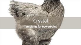  Presentation with healthy workplace full length side view - Cool new PPT theme with view of a dark brahma backdrop and a  colored foreground