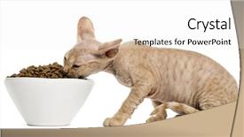  Presentation with hello kitty cute little kitten - Presentation design consisting of view of a devon rex background and a  colored foreground