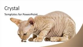  Presentation with hello kitty cute little kitten - Beautiful PPT theme featuring view of a devon rex backdrop and a  colored foreground