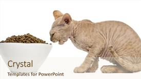  Presentation with hello kitty cute little kitten - Colorful presentation design enhanced with view of a devon rex backdrop and a  colored foreground