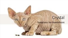  Presentation with hello kitty cute little kitten - Amazing presentation theme having view of a devon rex backdrop and a coral colored foreground