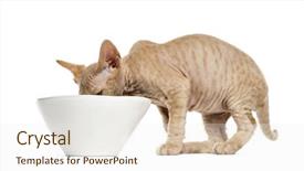  Presentation with kitten - Slides featuring view of a devon rex background and a  colored foreground