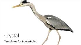  Presentation with walking - Beautiful theme featuring view of a grey heron backdrop and a white colored foreground