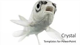  Presentation with koi fish - Beautiful slides featuring view of a grey koi backdrop and a white colored foreground